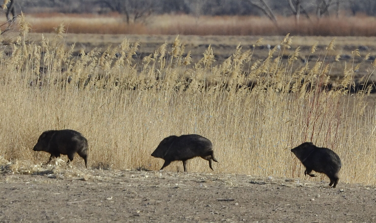 Javelinas_RGB.jpg
